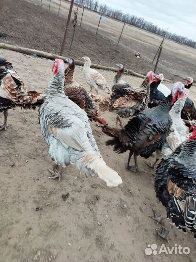 Яйцо индейки для инкубации