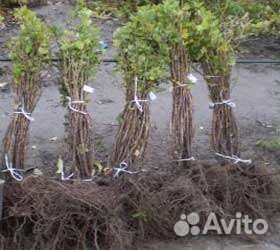 Саженцы плодовых деревьев