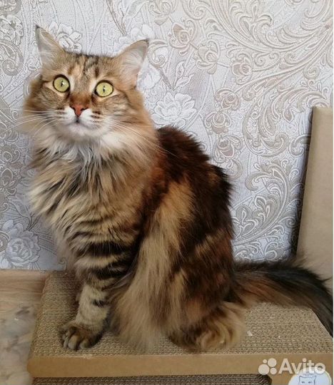 Отдам кошку в добрые руки