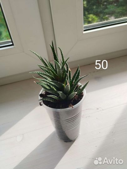 Суккуленты хавортия