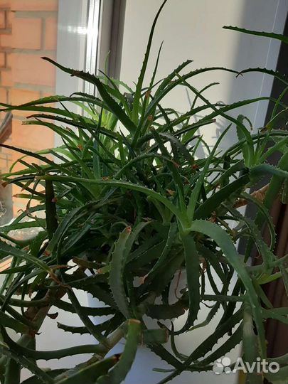 Алоэ лечебный