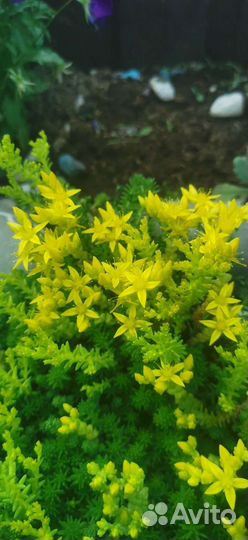 Очиток почвопокровный едкий (мох)