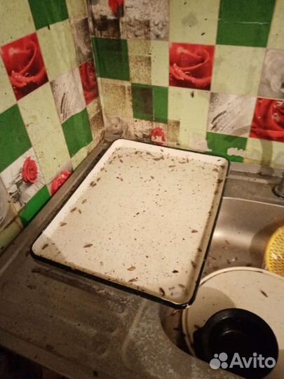 Уничтожение насекомых:тараканы,клопы,блохи и т.д