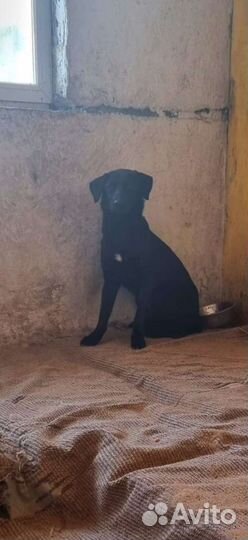 Две девочки в добрые руки