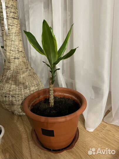 Цветок Драцена