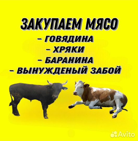 Закупаем мясо