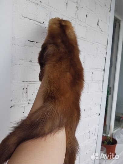 Шкура баргузинского соболя,старинная