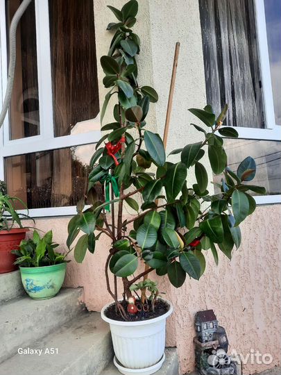 Замиокулькас