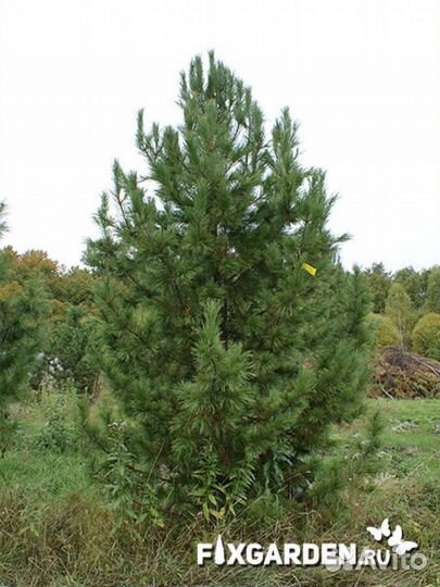 Сосна кедровая (кедр сибирский) Высота от 175см