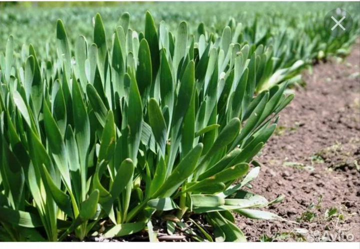 Лук зеленый мнонолетка