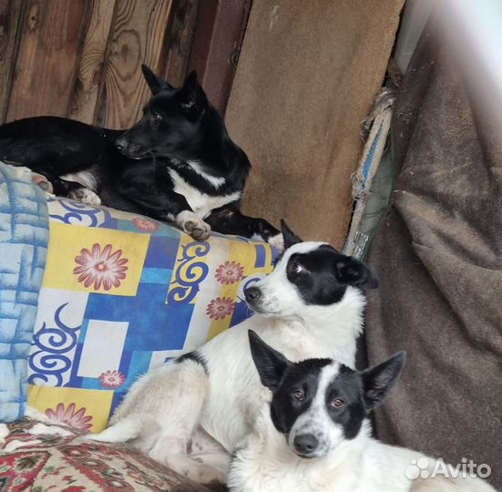 Осталась одна девочка