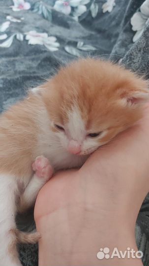 Котята