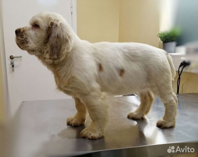 Кламбер спаниель