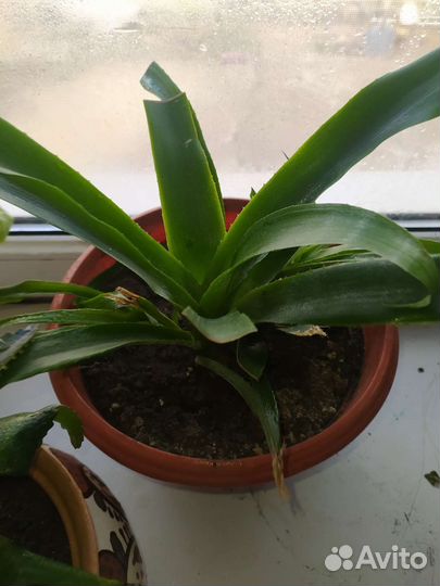 Комнатные цветы