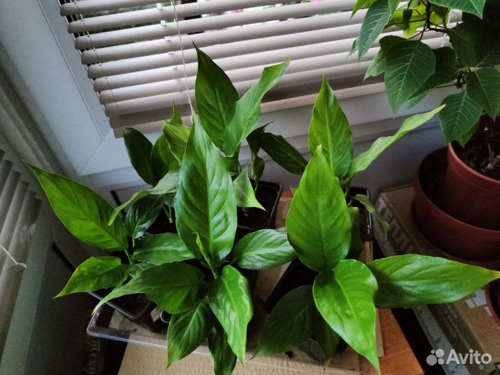 Спатифиллум