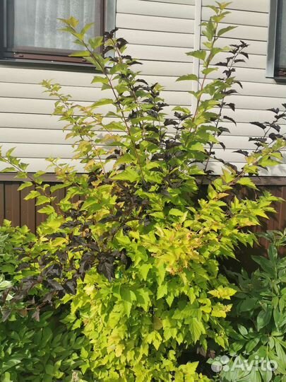 Пузыреплодник