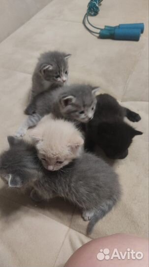 Отдам в добрые руки