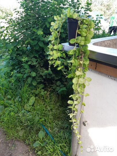 Лизимахия ампельная