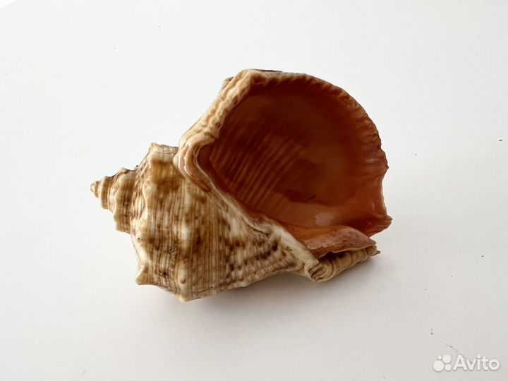 Морские ракушки раковины