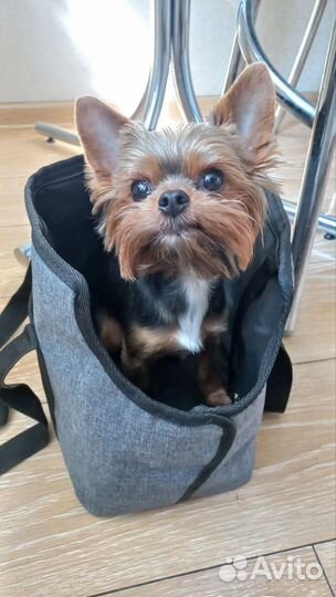 Сумка переноска для маленьких собак