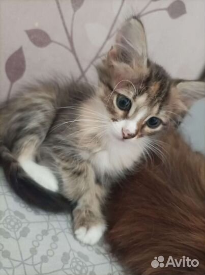 Котенок в добрые руки