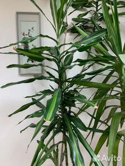 Драценна душистая