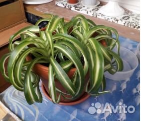 Хлорофитум кудрявый