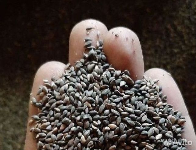 Семена ели от производителя