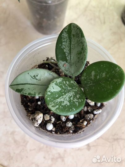 Хойи сортовые