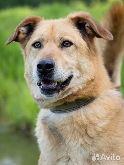 Классный пёс-компаньон. Смотри видео