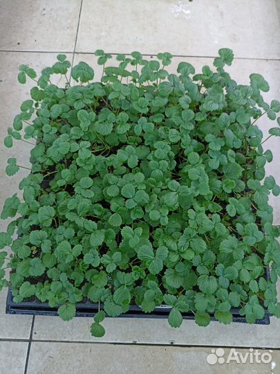 Чернозем великолепный,перегной 3г,смесь,доставлю