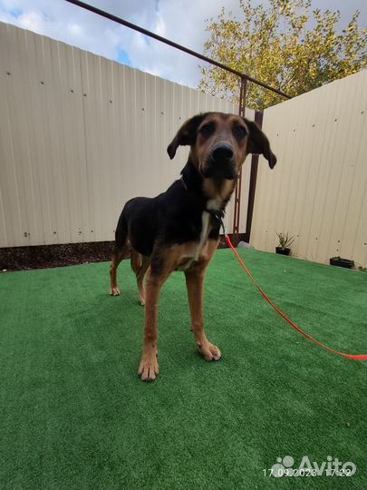 Собака в добрые руки