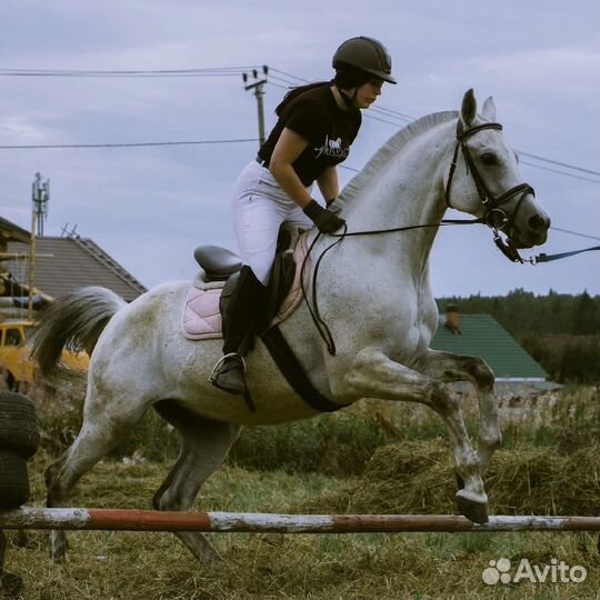 Конный спорт