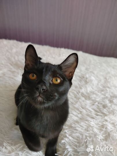 Бомбейские котята