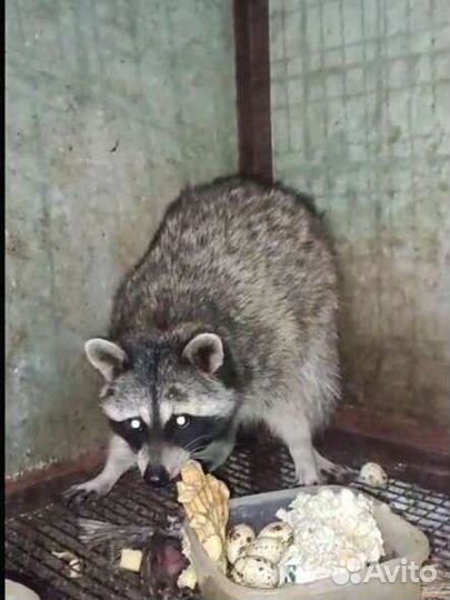 Енот самец
