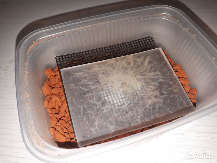 Гриндальский червь