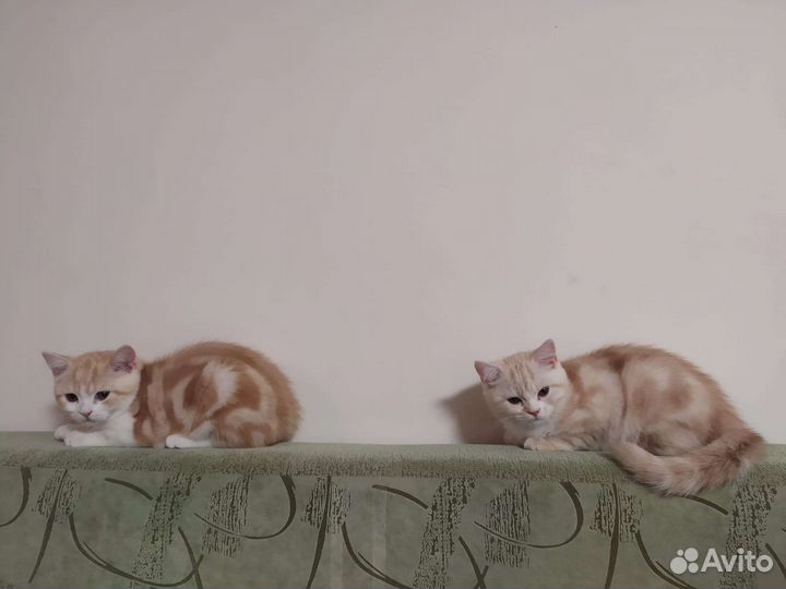 Шотландские прямоухие котята