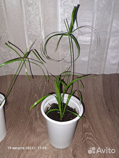 Циперус, сыть, папирус