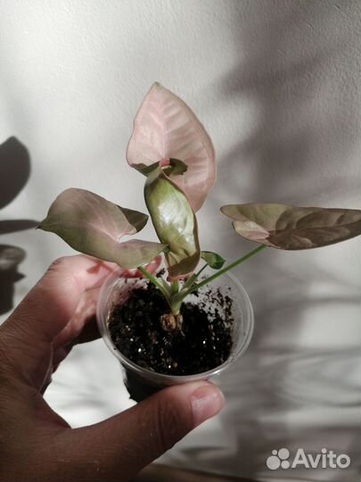 Сингониум Панда, Неон пинк