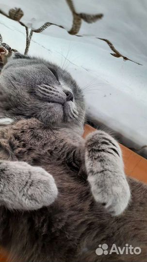 Шотландский кот вязка