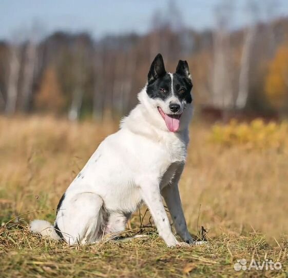 Собака в добрые руки