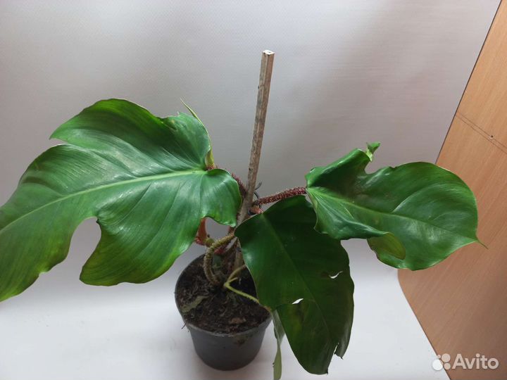 Филодендрон сквамиферум