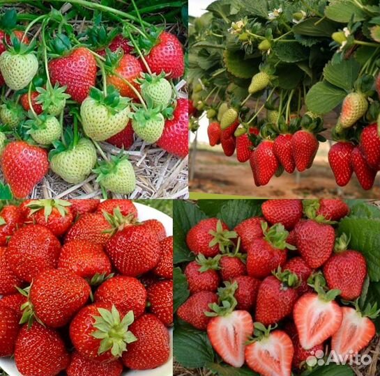 Клубника окс