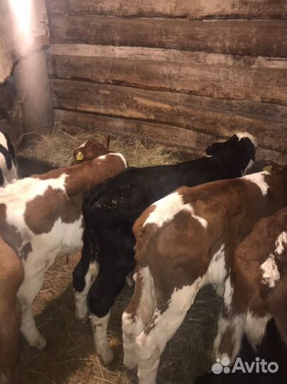 Бычки и телята