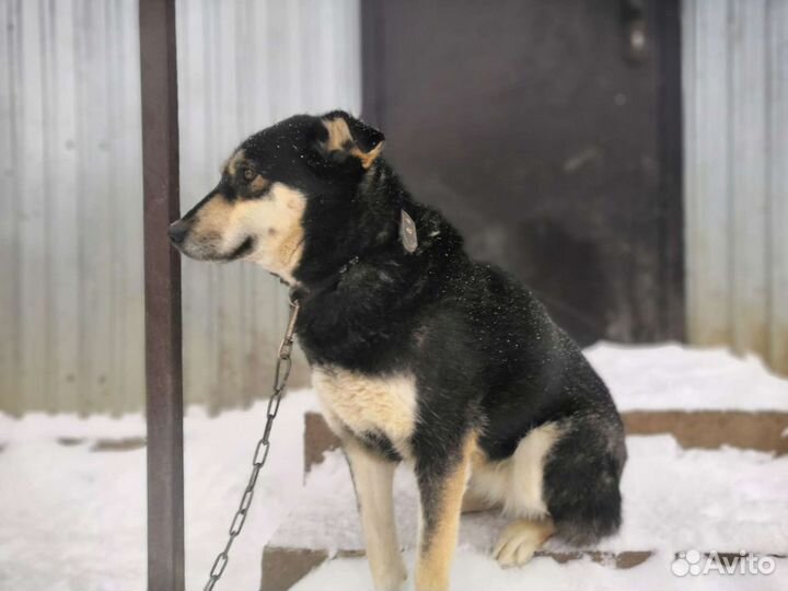Восточноевропейская овчарка