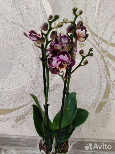 Орхидея