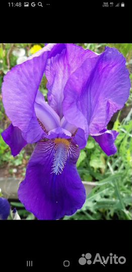 Ирис