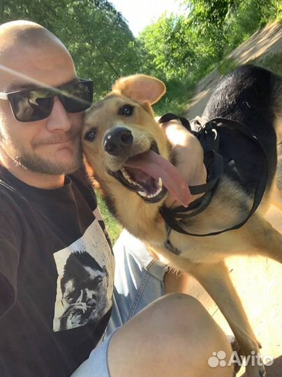 Волонтер в приют для собак