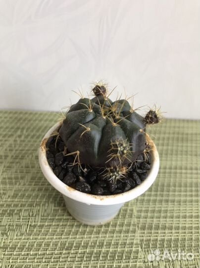 Кактус гимнокалициум