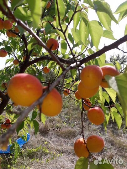 Саженцы яблони,груши,абрикоса,смородины жимолости